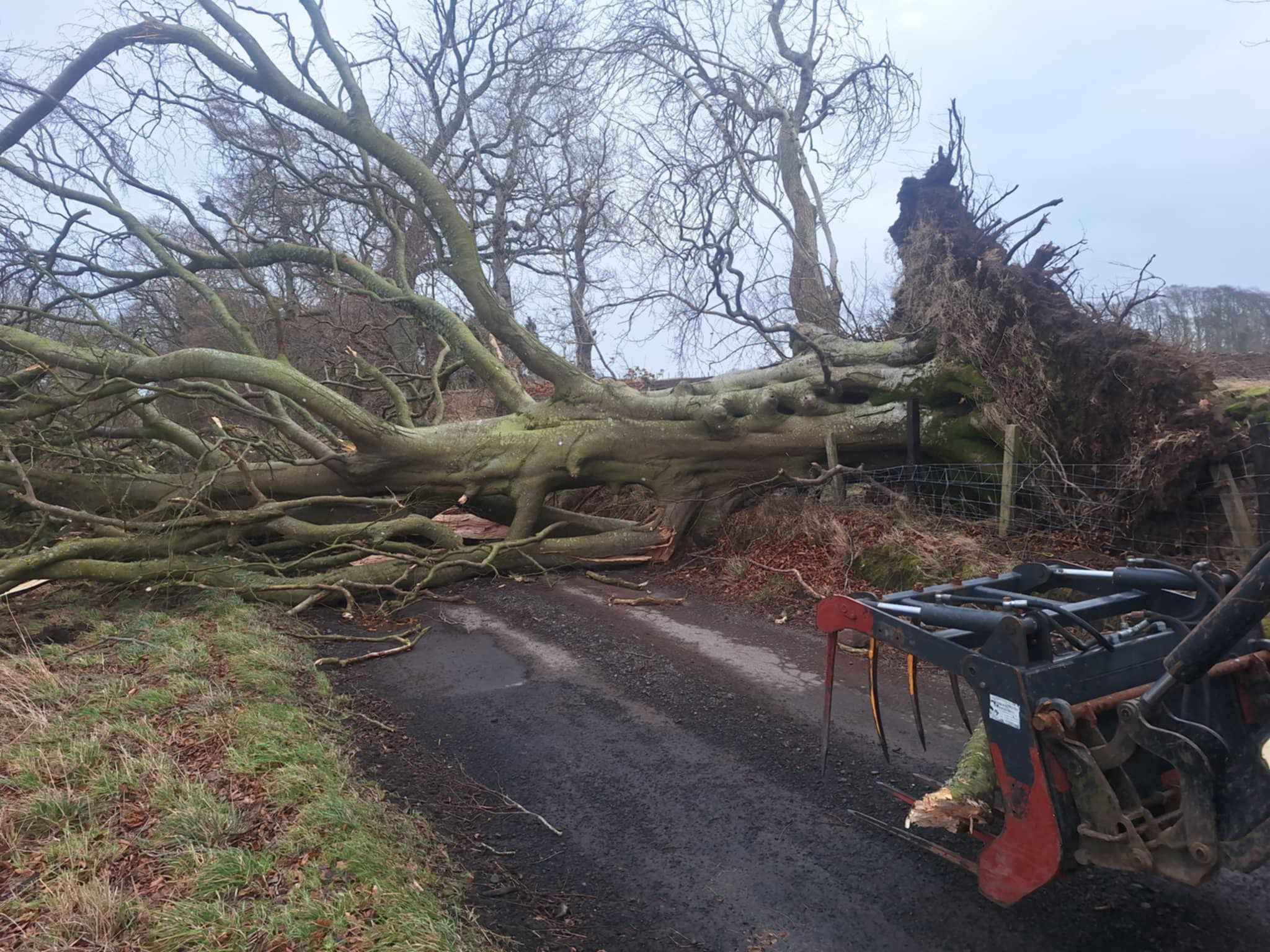 Fallen tree over a road as a result of storm damage