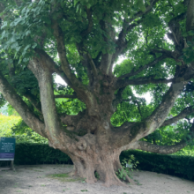 The Alnwick Gardens Oldest Tree