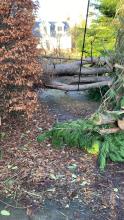 Tree fallen onto line following storm Eowyn