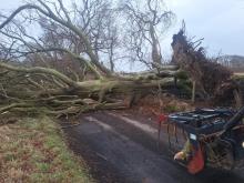 Fallen tree over a road due to storm damage