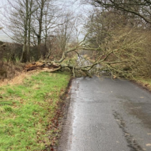 Fallen tree damaged in Storm Eowyn