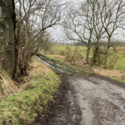 Fallen tree damaged during Storm Eowyn